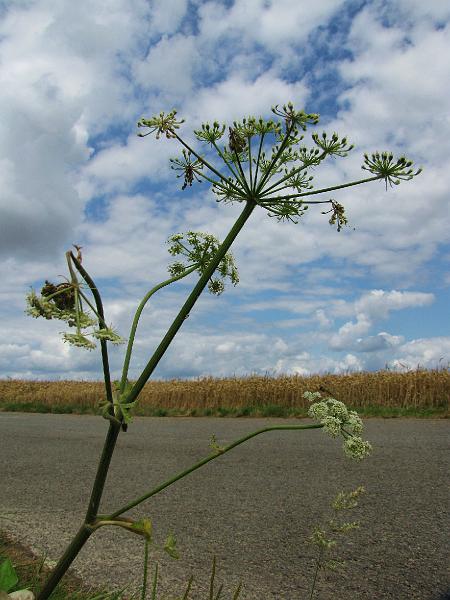 6de Crijtrally + 35ste Crijtfeesten 2012 (210).JPG